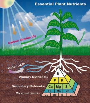 Plant Nutrients Plant Nutrients
