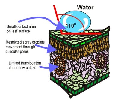 Surfactants
