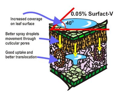 Surfactants