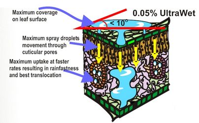Surfactants
